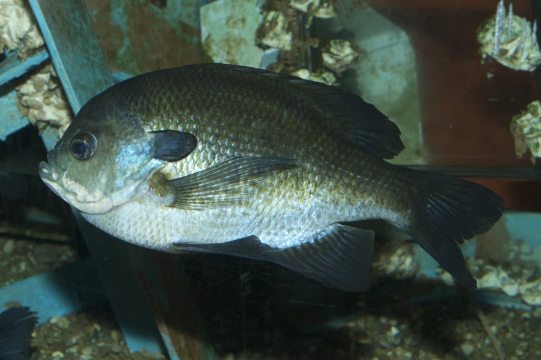 a close up of a fish with rocks in the background