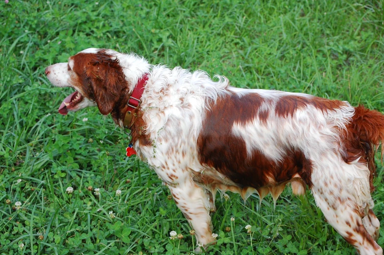 a gy dog with its mouth open is standing in a grassy field