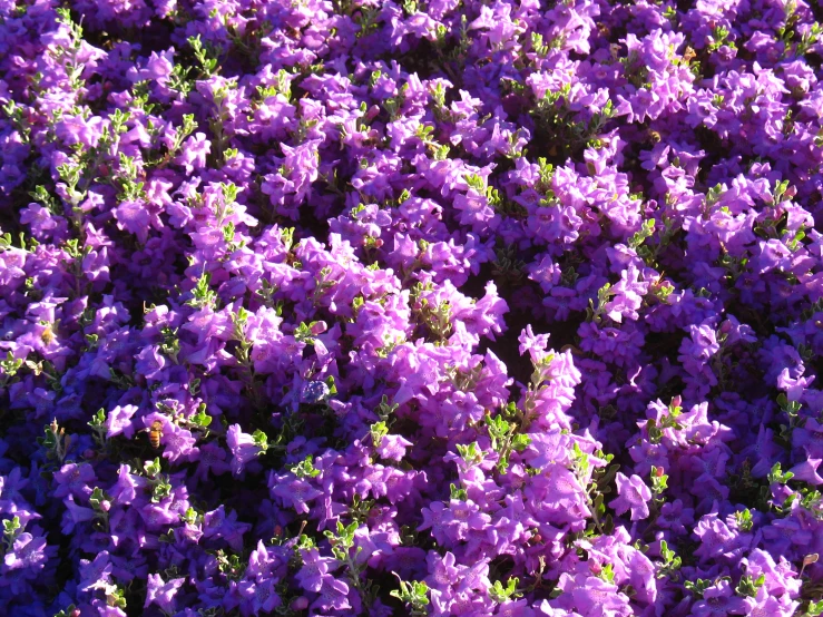 a bed of bright purple flowers in bloom