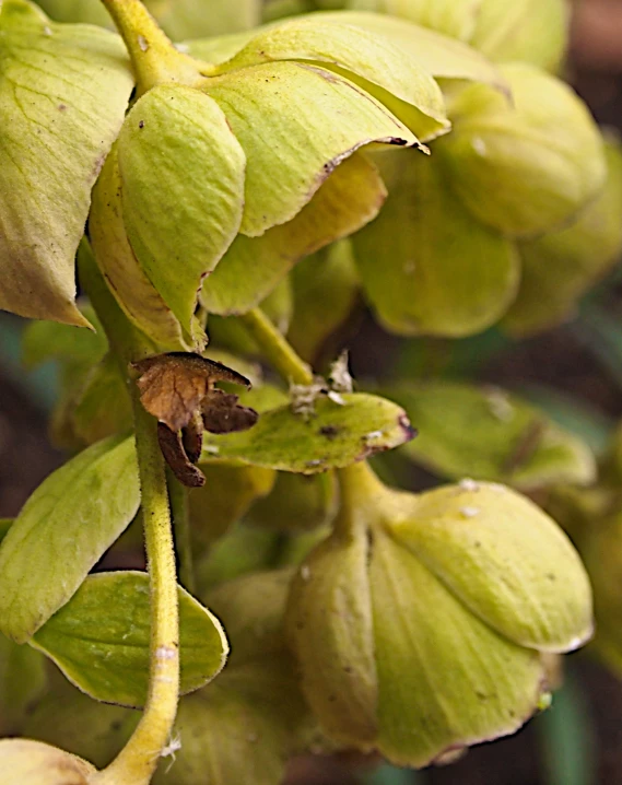 a plant with multiple green buds growing on it