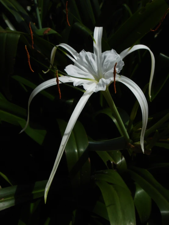 the large white flower is blooming on the tree