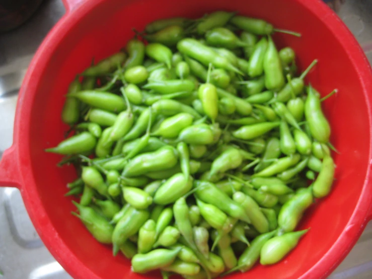 an orange bowl filled with green bean sprouts