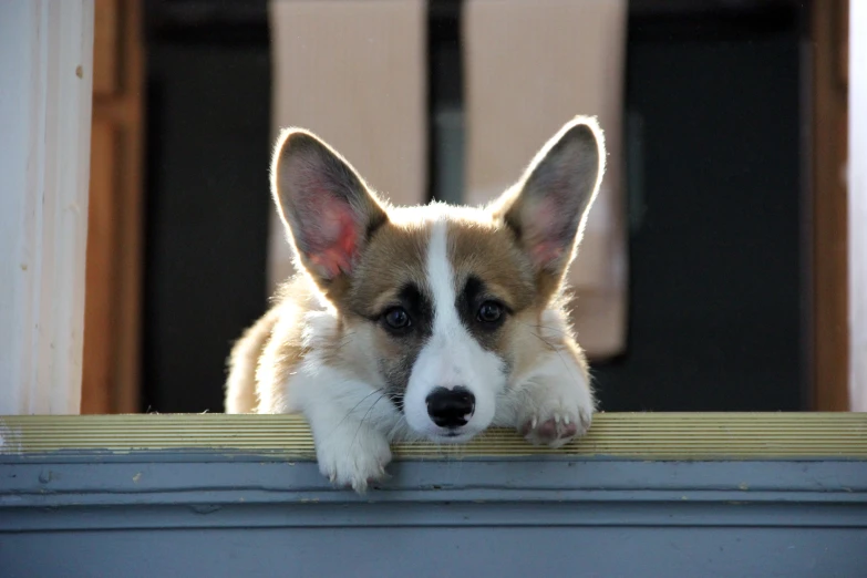 a small dog looking over a ledge with its head sticking out