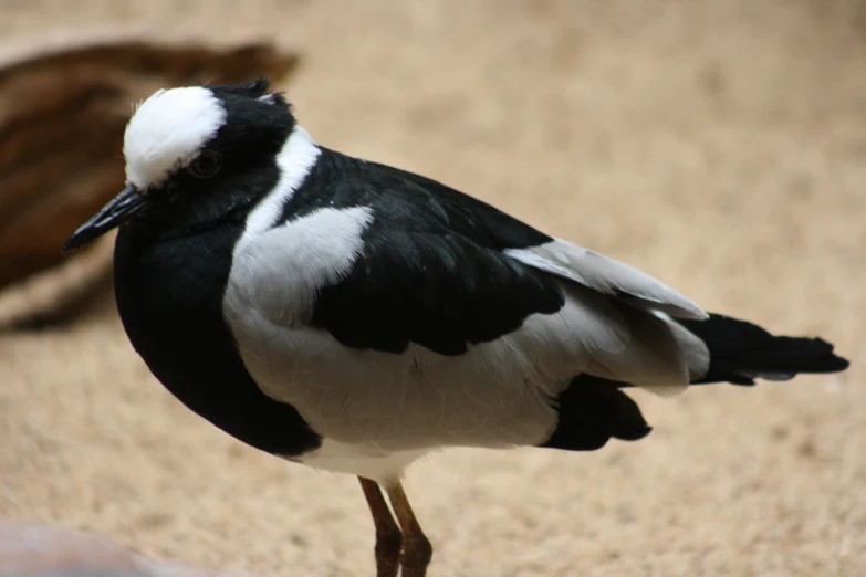 a close up of a black and white bird standing on dirt