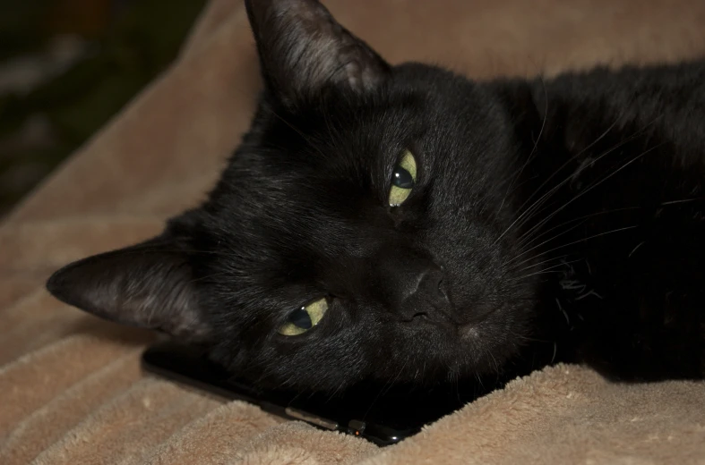 a black cat lying down with its eyes closed