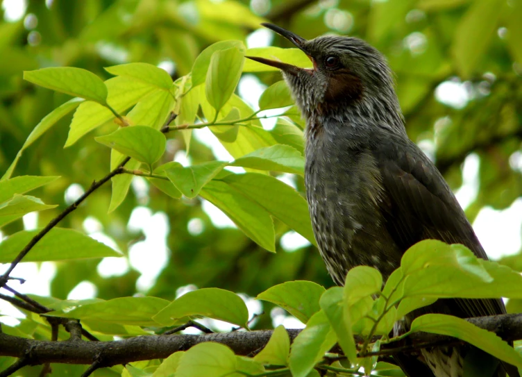 the bird is on top of the tree nch and sing to me