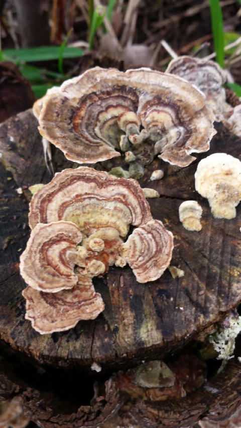 the fungus and mushrooms were growing on the tree stump