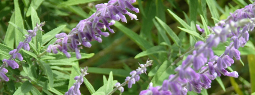 a close up s of purple flowers that are blooming