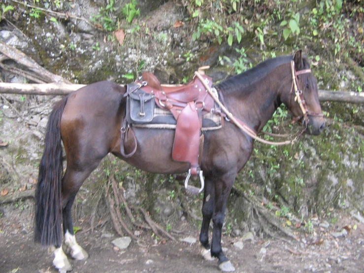 a horse with a saddle on is tied up and posing for the camera