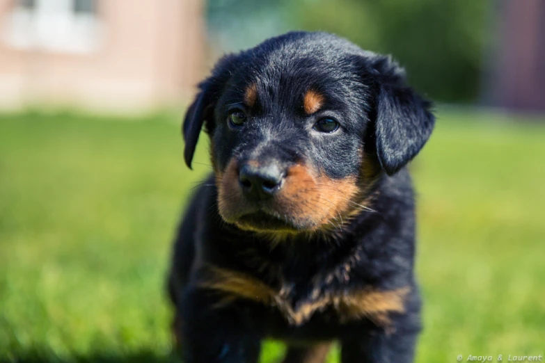 the little black and tan puppy has a frown on his face