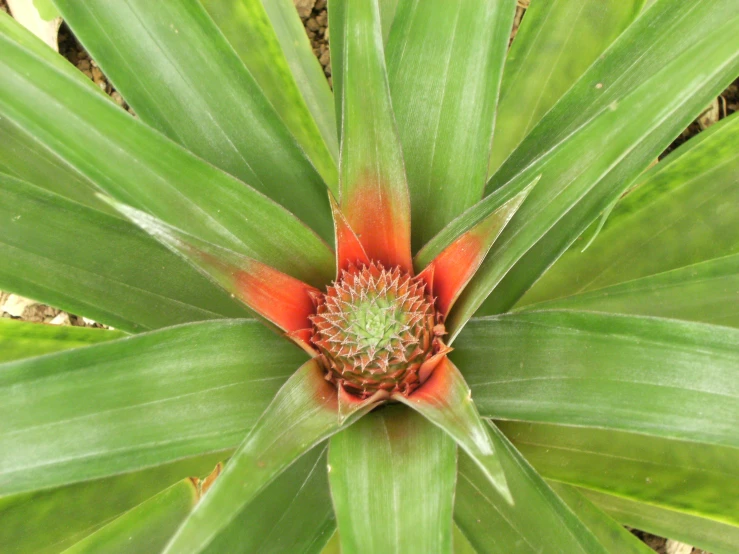 a close up of a green plant with red petals