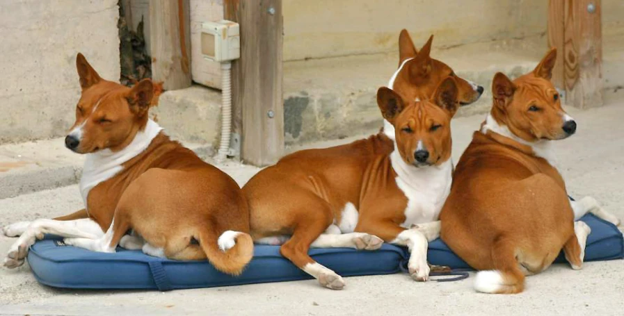 three small dogs are lying on a cushion