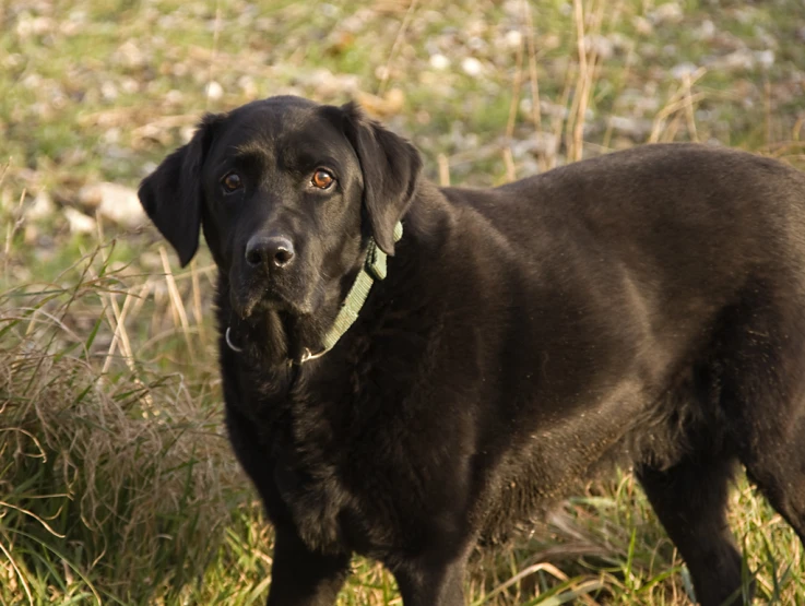 black dog with collar standing in grass field