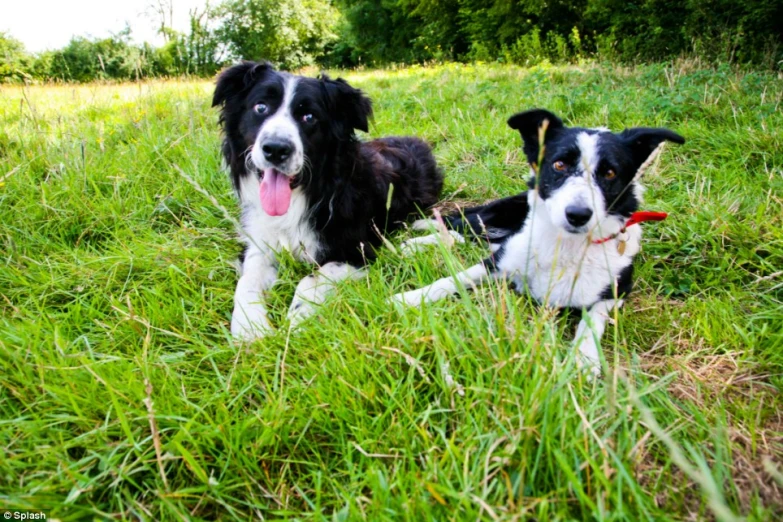 two dogs laying down in the green grass