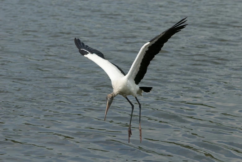 a large white bird flying over the water