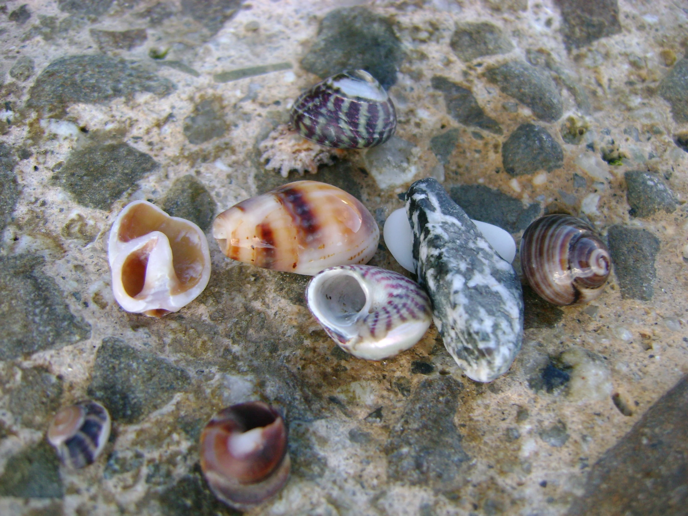 several different shells laying in the sand on the beach