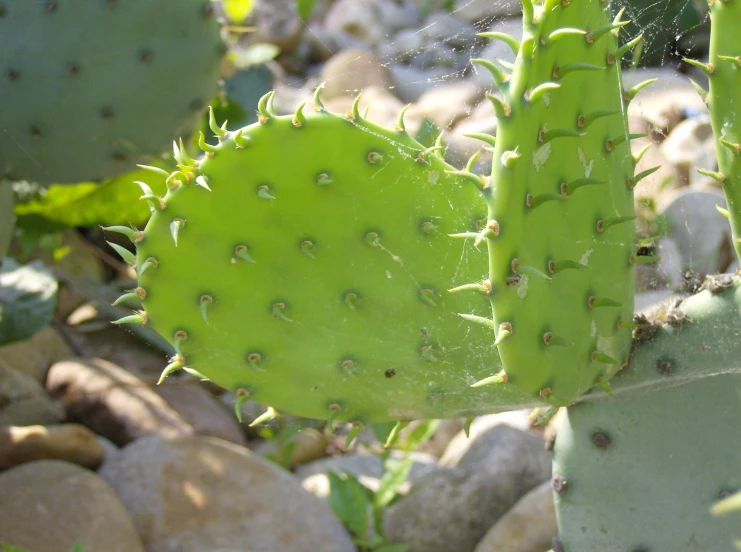 the top part of a cactus in the wild