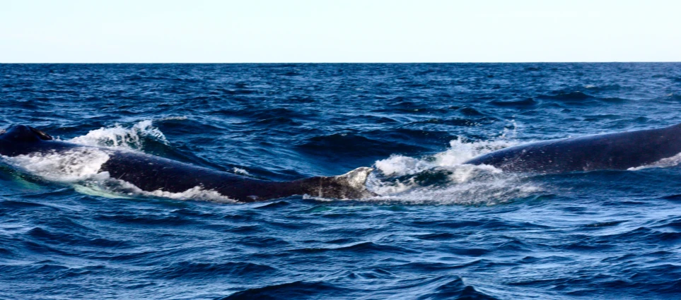 a large humpback whale in the ocean