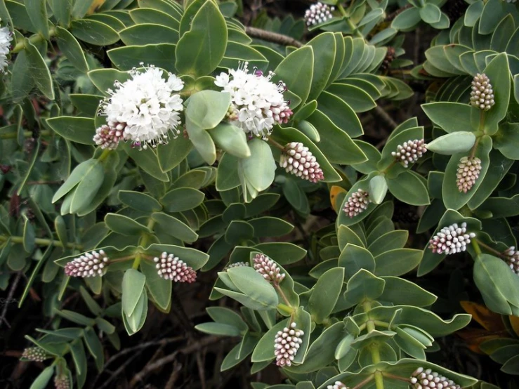 some white flowers and green leaves on a plant