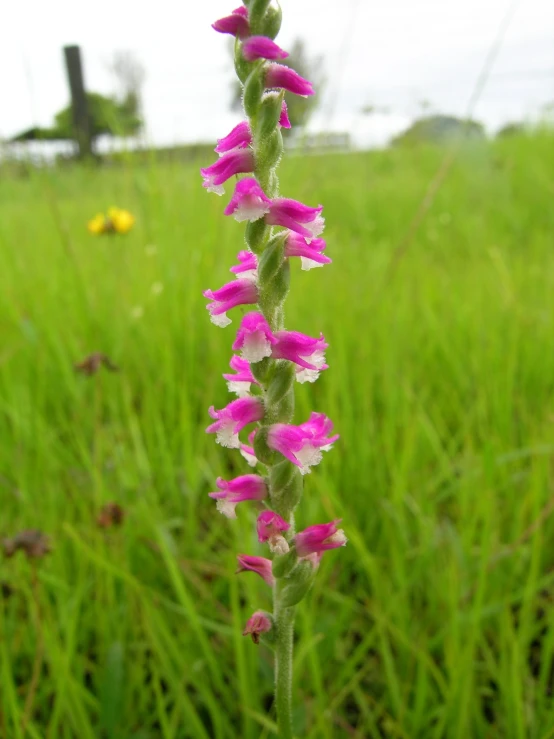 a purple flower sitting in a green field