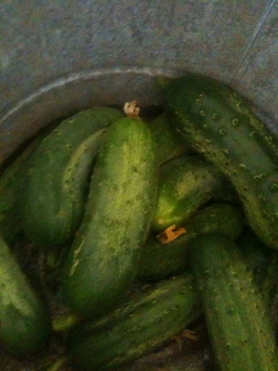 several cucumbers lay in a bowl on a tile floor