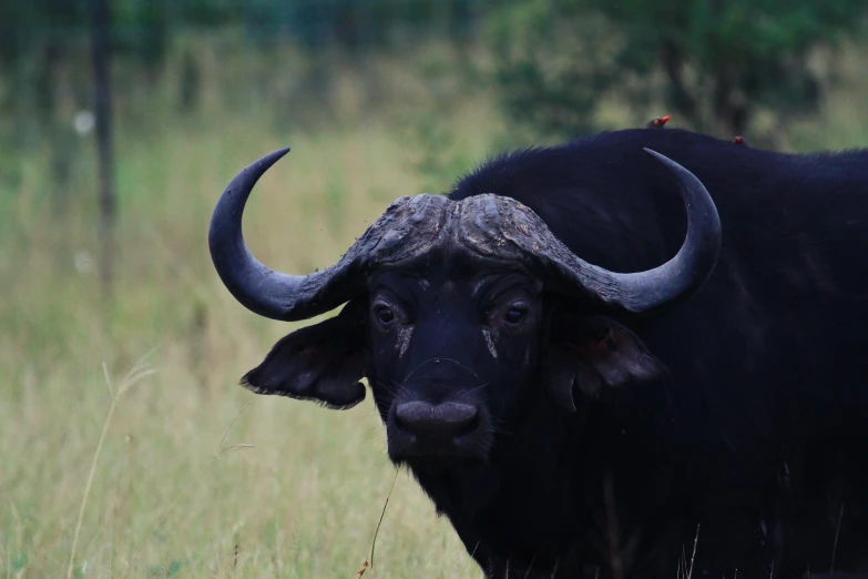 an ox that has horns standing in the grass