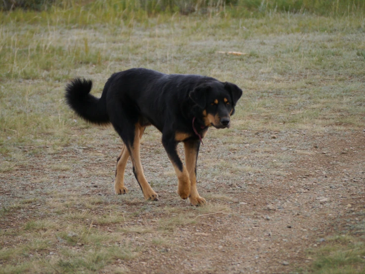 a large black dog walking across a lush green field