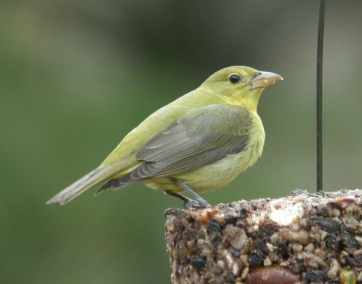 a bird standing on a feeder near a nch