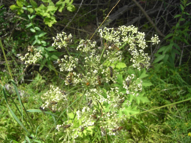 a white flower with green leaves in the forest