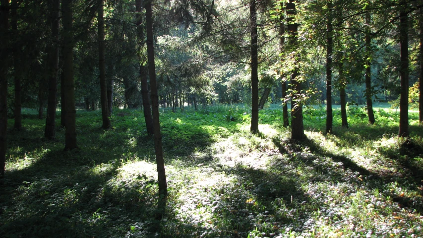 a grassy area in the woods with sun shining through the trees