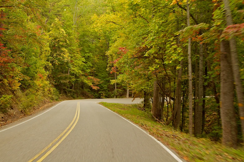 the long road goes through the forest where many trees have leaves