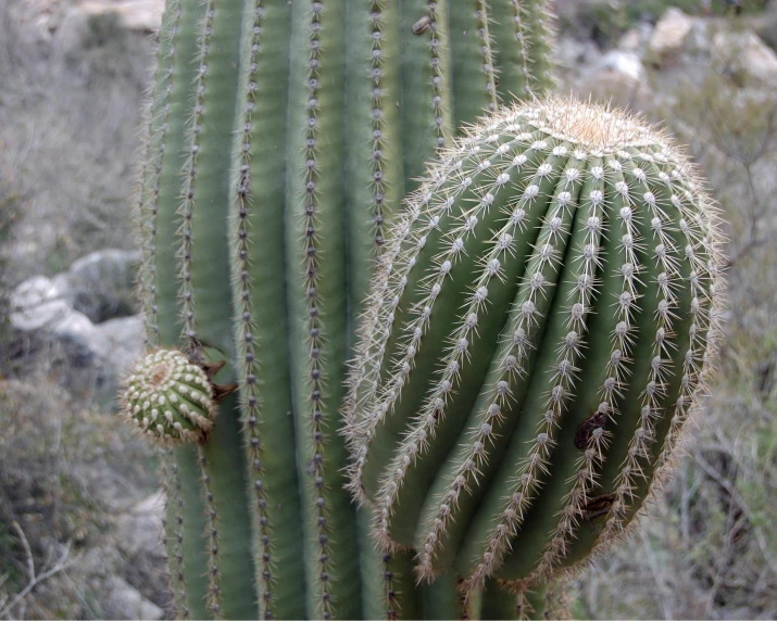 a large green cactus in a small cactus garden