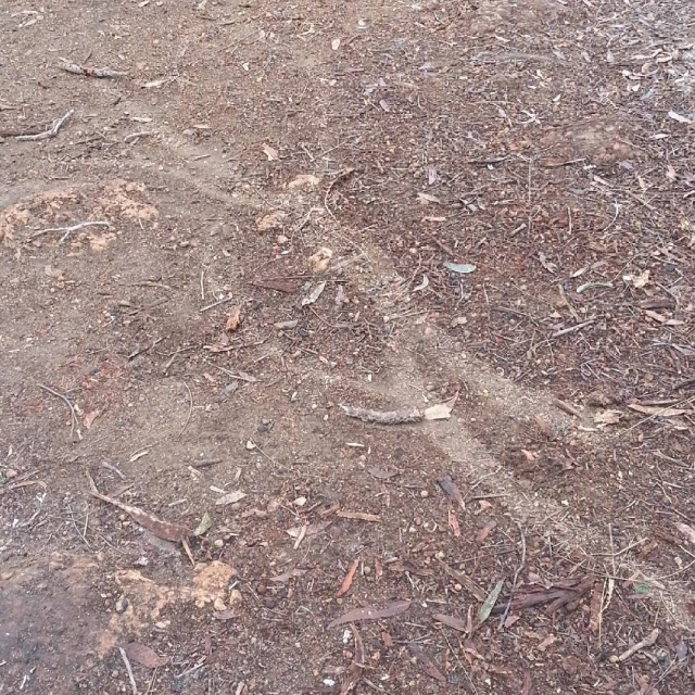 a view of a dog walking in the dirt