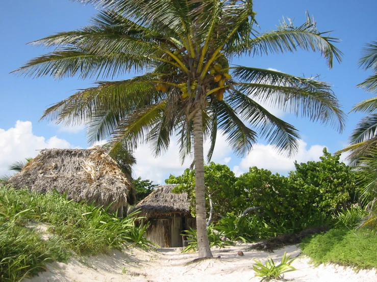 palm trees are growing on the sand by the water