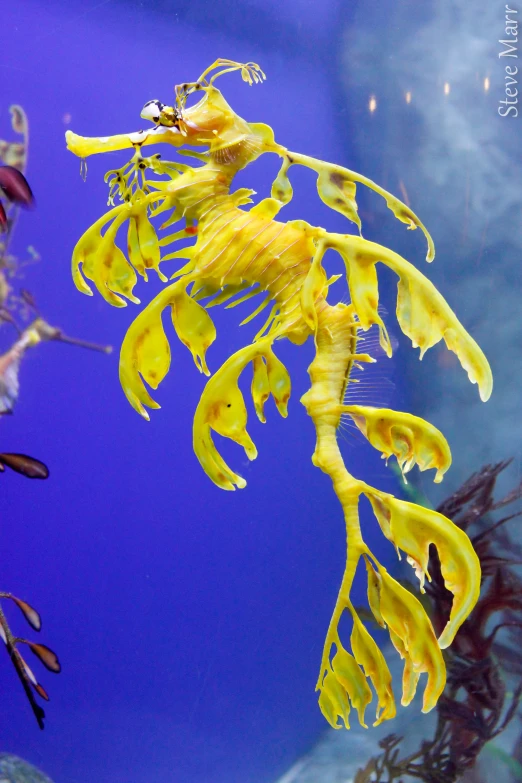 a large yellow seahorse in a fish tank