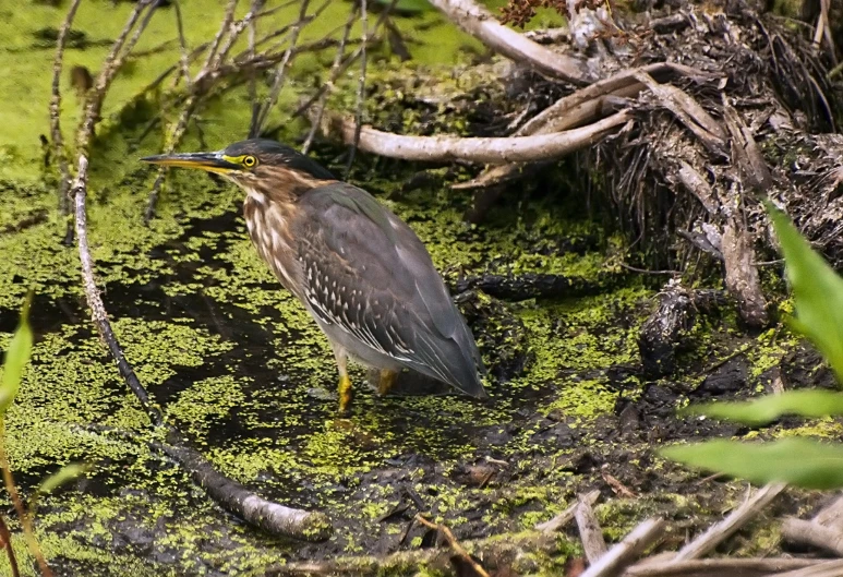 the bird is standing on the moss in the swamp