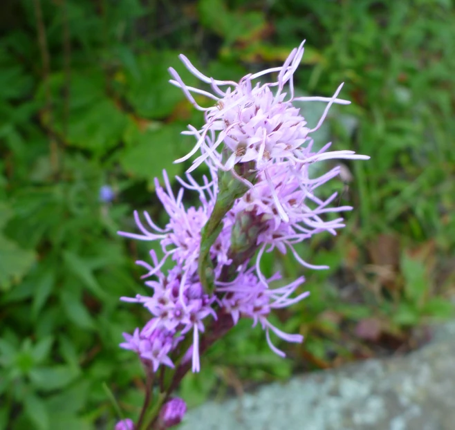 a flower that is growing in the dirt