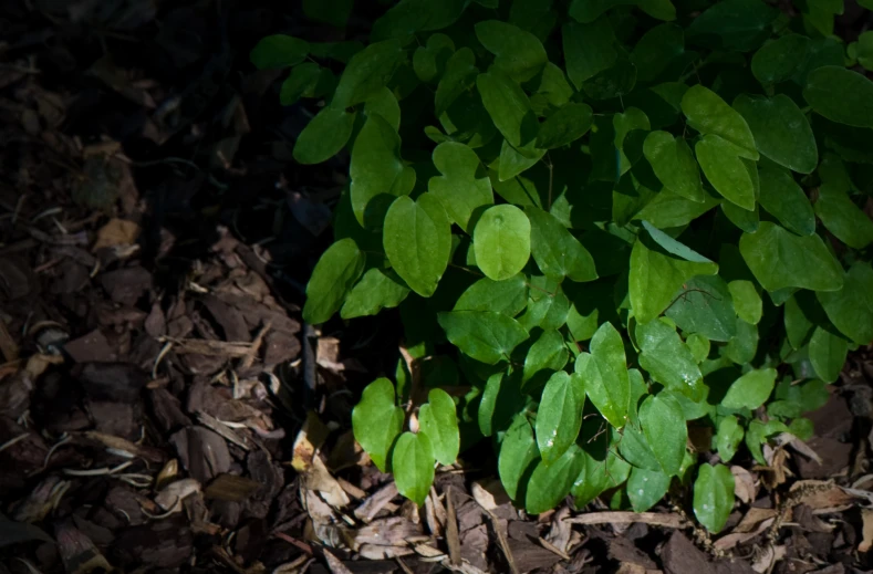 a close up of a plant with lots of leaves on the ground