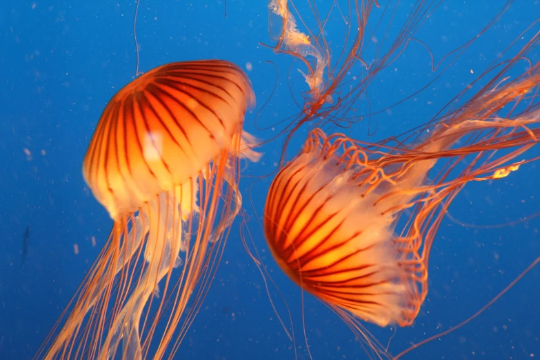two orange jellyfish swimming underwater next to each other