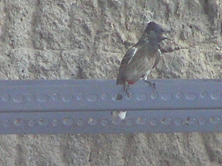 there is a small bird sitting on a metal bar