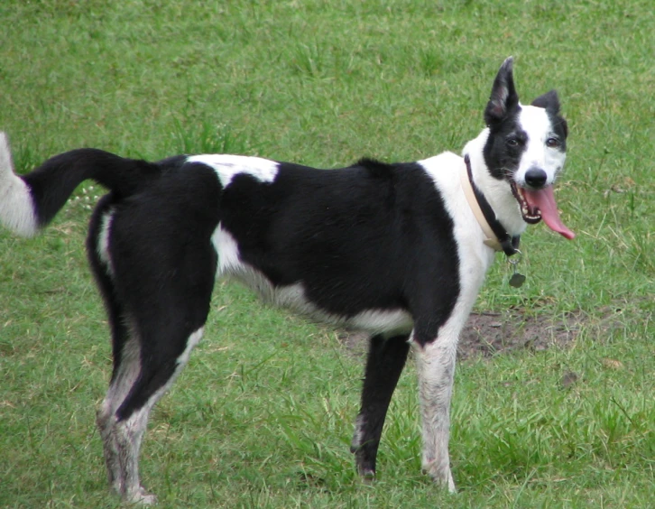 a dog in a field has its tongue out
