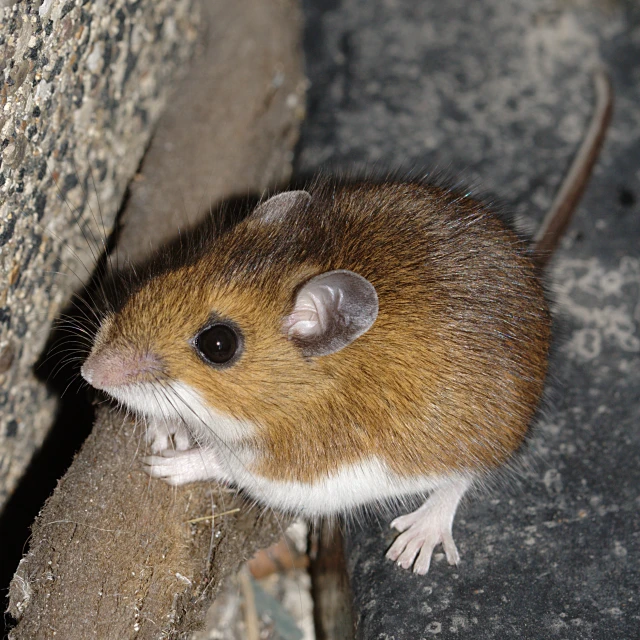a small rat sits on a stone ledge