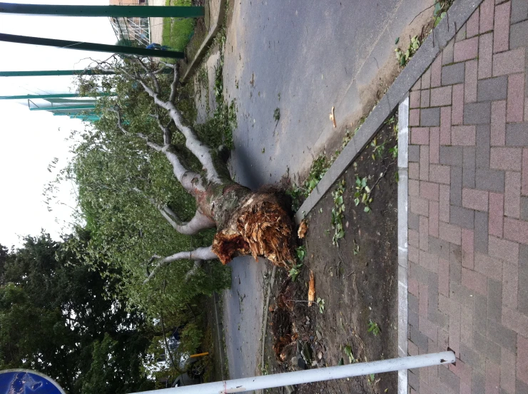 a tree that has fallen down on the sidewalk