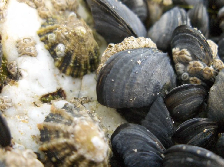 a number of clams crawling on a sandy beach