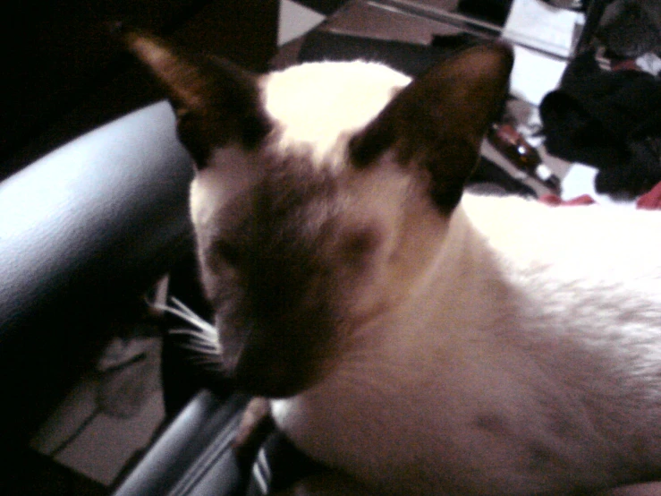 a siamese cat sitting on top of a couch in a living room