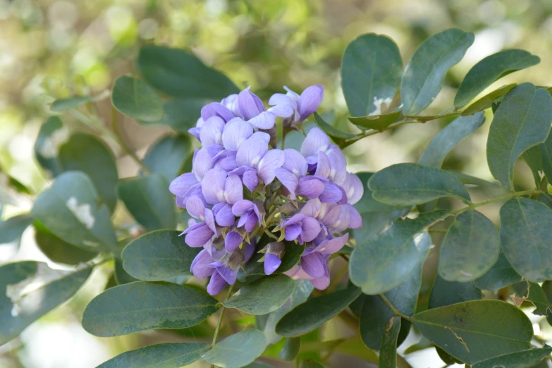 a purple flower with green leaves in a park