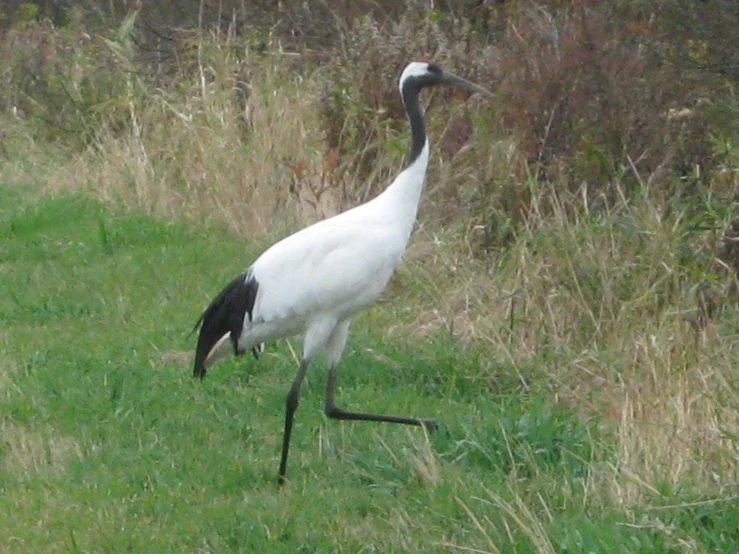 a white bird walking in the grass