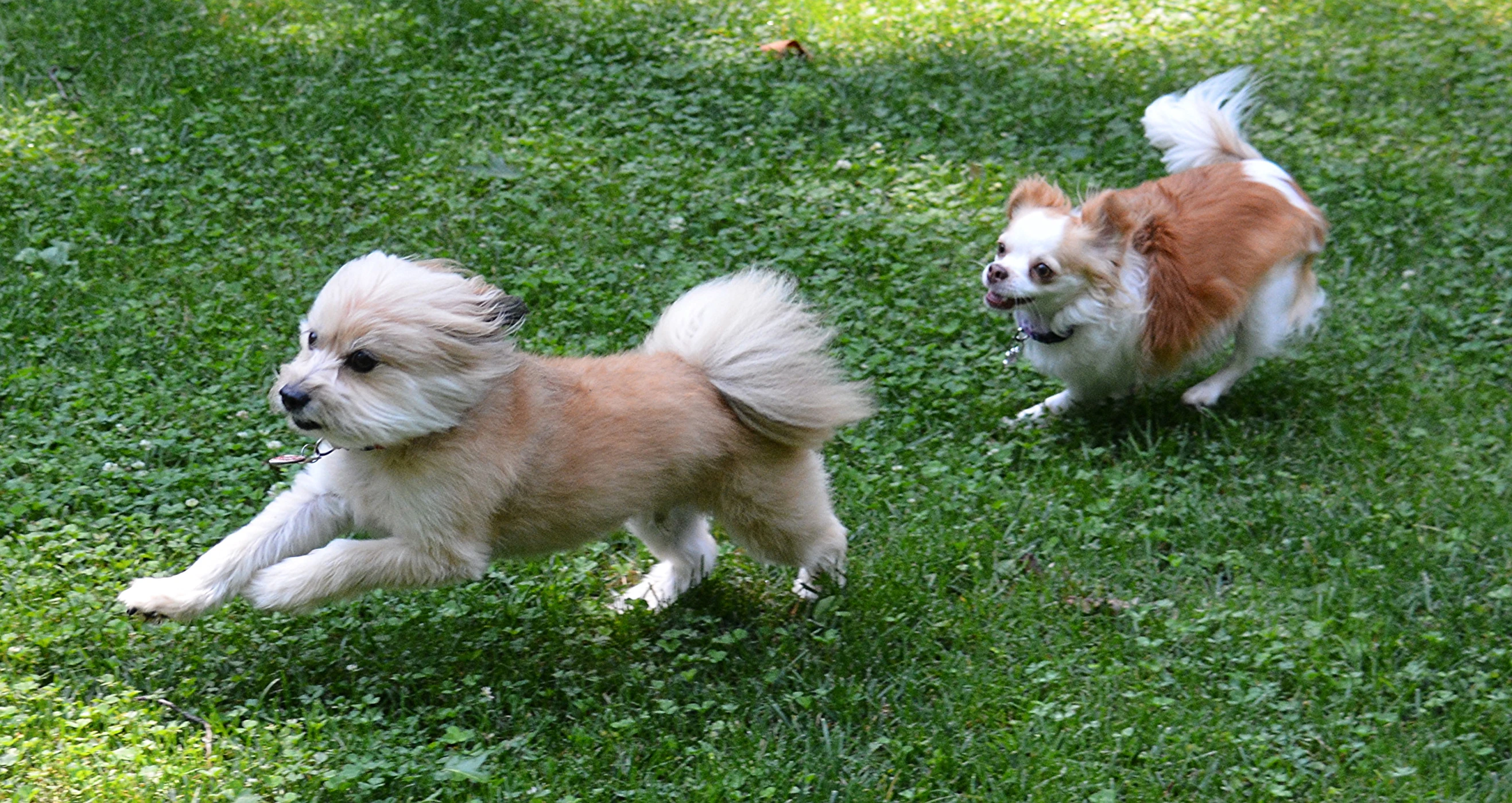 a couple of small dogs playing outside in the grass