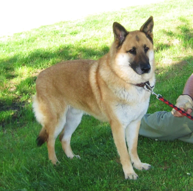 the german shepard is getting help on his leash