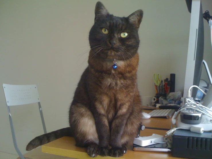 a tortoiseshell colored cat sitting on a desk